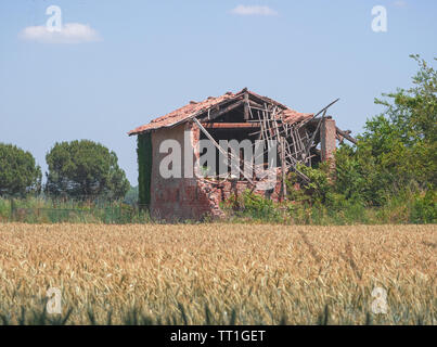 wheat field with ruined farmhouse. summer, harvest time. Stock Photo