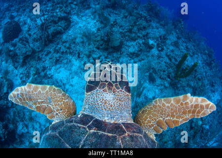A Loggerhead sea turtle swims in the blue waters of the Caribbean Sea off the coast of Belize. This area is part of the Mesoamerican Barrier Reef. Stock Photo