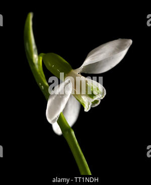 Beautiful snowdrop, isolated on black Stock Photo