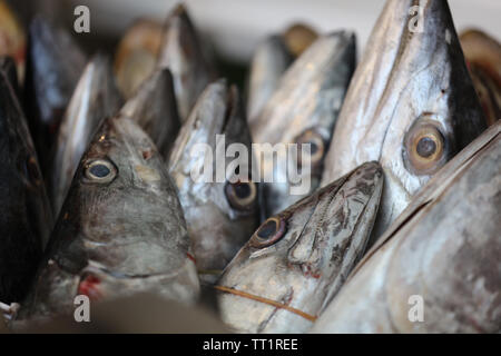 Group of local fish heads seen closely together, sticking upright and on display. Stock Photo