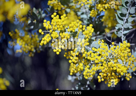 Yellow Flowers And Grey Leaves Of The Queensland Silver Wattle Acacia Podalyriifolia Family Fabaceae Regarded As A Weed In Mainland Australian State Stock Photo Alamy