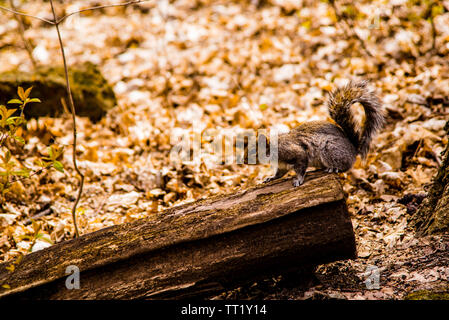 A squirrel standing on a trunk in fall season on Mont Royal in Montreal Stock Photo