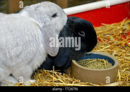 silver and black lop-eared rabbits with food pellets in dish on straw Stock Photo