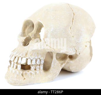 Skull isolated on white Stock Photo