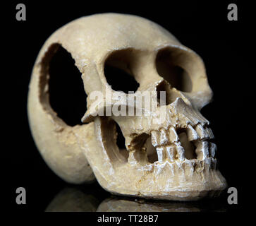 Skull isolated on black Stock Photo