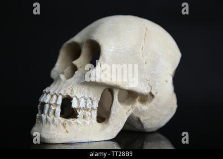 Skull isolated on black Stock Photo