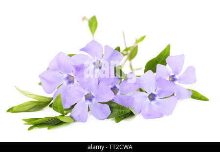 Beautiful periwinkle flowers, isolated on white Stock Photo