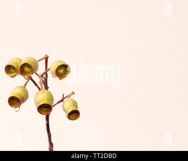 Single branch of gumnuts (gum nuts) on a Eucalyptus branch with water dripping from them, on a cream background Stock Photo