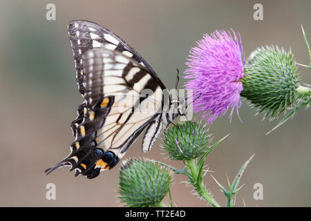 Swallowtail Butterfly Close up View on a Bull Thistle Stock Photo