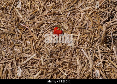 Fresh picked strawberry on the hay Stock Photo