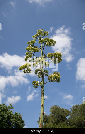 Agave cactus flower in full bloom Stock Photo