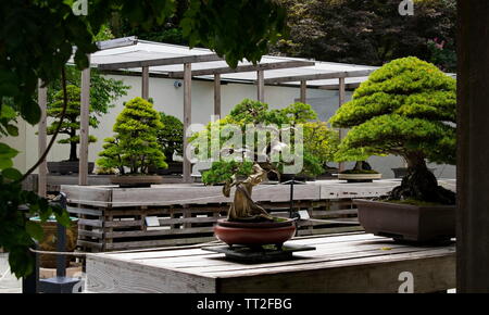 Washington D.C., Washington D.C. / USA - August 4, 2016: Snapshot of the bonsai trees on display in the outdoor garden at the Bonsai Museum Stock Photo