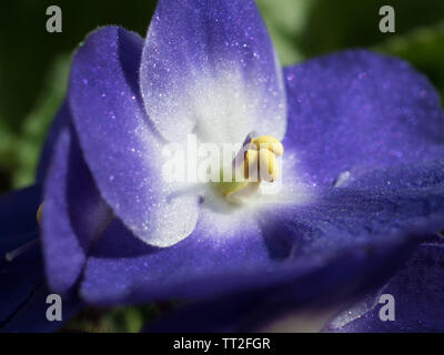 Purple violet flower Stock Photo