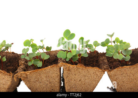 Young seedlings of radish in tray isolated on white Stock Photo
