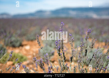 Close up of Purple Lavender flowers field at the end of the summer, in Provence, France. Stock Photo