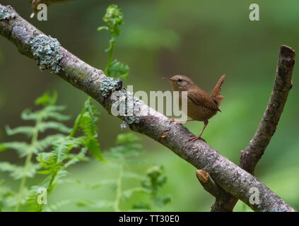 Minimalistic Eurasian wren perched on old branch with ferns in the background Stock Photo