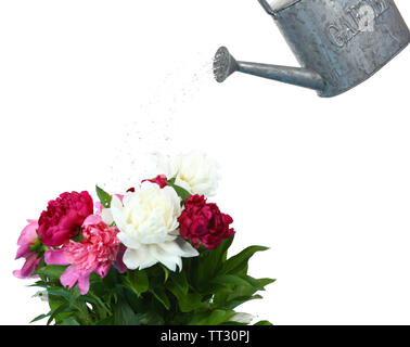 Water can watering flowers isolated on white Stock Photo