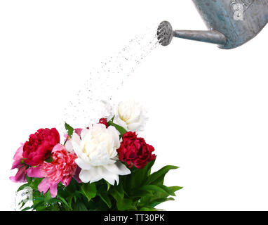 Water can watering flowers isolated on white Stock Photo