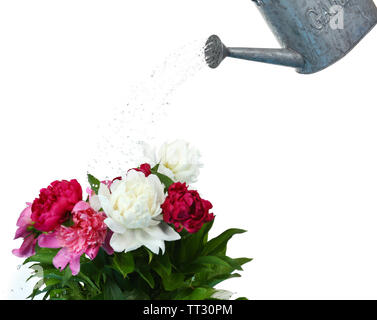 Water can watering flowers isolated on white Stock Photo