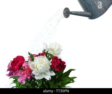 Water can watering flowers isolated on white Stock Photo