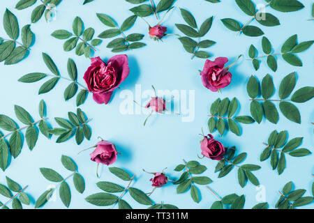 Flowers composition. Frame made of red rose flowers and green little leaves on blue background. Many little leaves for decorating any post card or cel Stock Photo