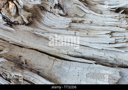 Background of old dried wood. Wood texture. Stock Photo