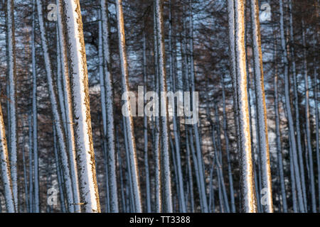 Winter Sunshine Highlighting the Snow Covered Trunks of Pine Trees. Stock Photo
