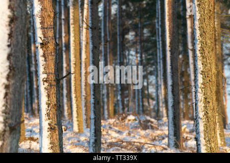 Winter Sunshine Highlighting the Snow Covered Trunks of Pine Trees. Stock Photo