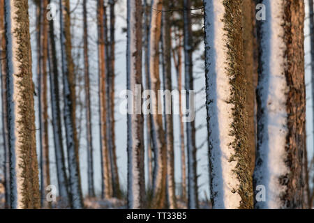 Winter Sunshine Highlighting the Snow Covered Trunks of Pine Trees. Stock Photo