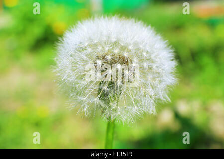 Beautiful dandelion in grass Stock Photo