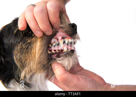 Dental Check - Good Jack russell terrier Stock Photo