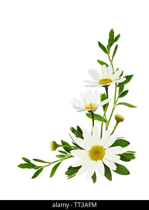 Daisy flowers and grass in corner arrangement isolated on white ...