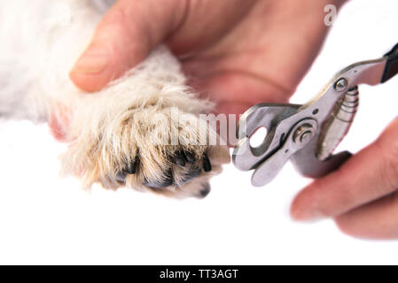 Claws cut by a cute Jack Russell Terrier dog. Close up Stock Photo