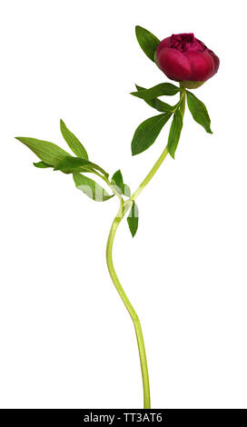 Red peony bud of flower isolated on white Stock Photo
