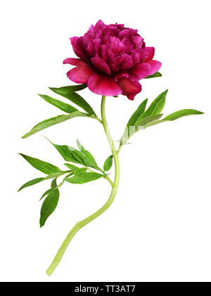 Red peony flower with green leaves isolated on white Stock Photo