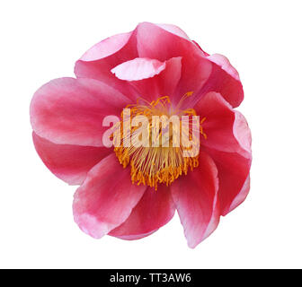 Top view of red peony flower isolated on white