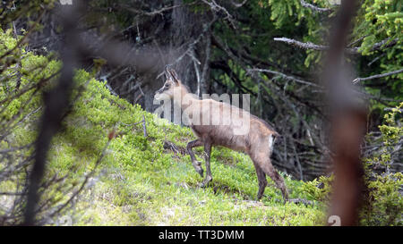 a adult chamois female in the change of coat in summer on the mountains Stock Photo