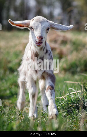 Portrait of spotted little goatling in the meadow, White goat with sand brown spots Stock Photo