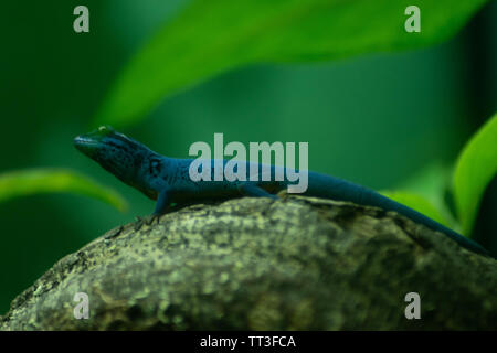 Turquoise dwarf gecko or a William's gecko on a rock against a green background. Stock Photo
