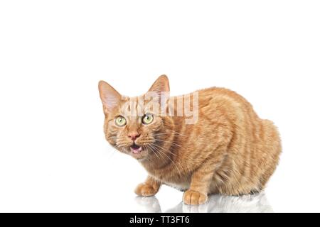 Cute ginger cat looking suprised to the camera. Isolated on white background. Stock Photo