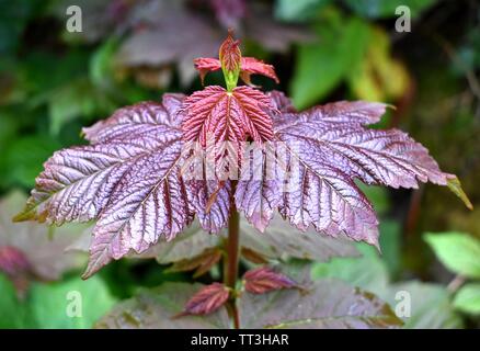 A new leaf opening on Acer Pseudoplatanus, more commonly known as the Sycamore Tree. Stock Photo