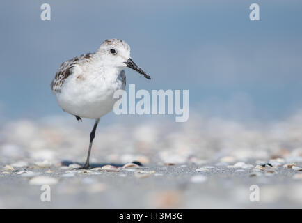 A Sanderling (Calidris Alba) stood on one leg on a white sandy beach covered in shells in Florida, USA, in sunlight. Stock Photo