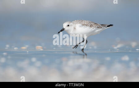 A Sanderling (Calidris Alba) foraging for food on a white sandy beach in Florida, USA, in sunlight Stock Photo