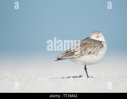 A Sanderling (Calidris Alba) roosting asleep on a white sandy beach in Florida, USA, Stock Photo