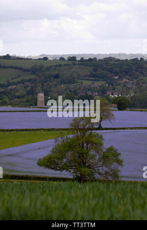 Linseed Fields with Brailes behind Stock Photo