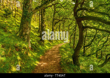 A Beautiful Woodland Path Winding Through The Trees In Exmoor National Park, Devon Stock Photo