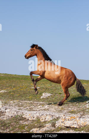 Beautiful young red horse rearing up at sunny day in summer Stock Photo