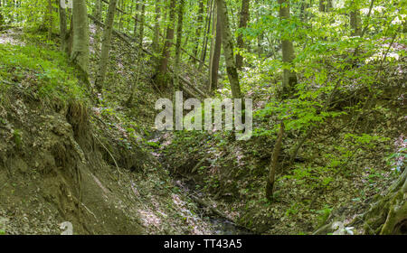 Forest landscape. Trees on the slopes of the ravine. Selective focus. Stock Photo