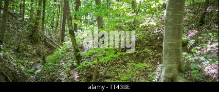 Forest landscape. Trees on the slopes of the ravine. Selective focus. Stock Photo