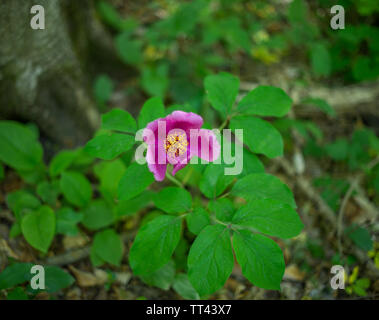 Forest peony (Paeonia Officinalis). Selective focus. Stock Photo